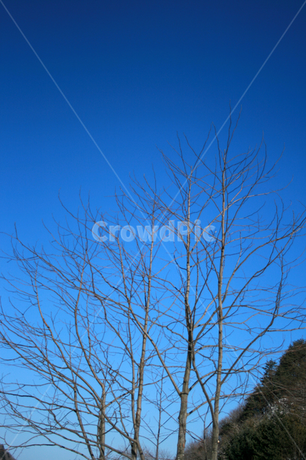 겨울,하늘,나무,나뭇가지,식물,자연,풍경,nature,landscape,tree,plant,outdoors,옥외