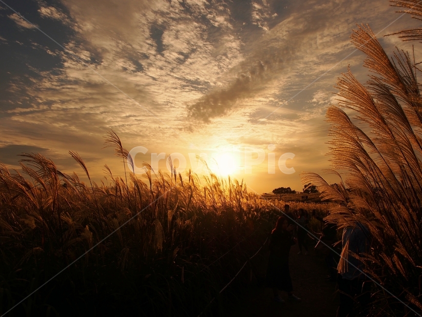 하늘,억새,하늘공원,노을,일몰,가을,계절,fall,autumn,season,자연,풍경,nature,landscape,grass,잔디,plant,식물,flare,플레어,light,빛,sunlight,햇빛,outdoors,옥외