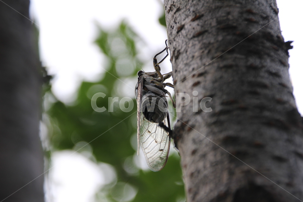 매미,참매미,곤충,여름,나무,동물,무척추동물,animal,insect,invertebrate,동물,animal,곤충,벌레,insect,bug