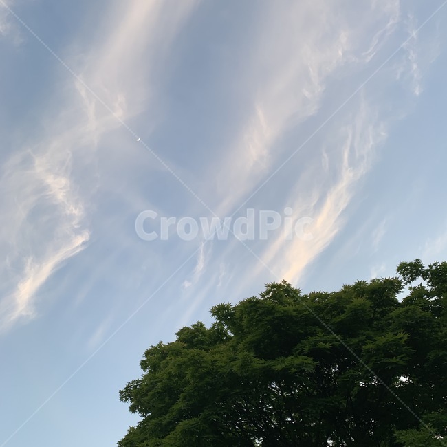 나무,하늘,달,자연,nature,weather,노을,노을하늘