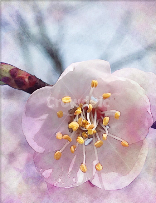 봄,벚꽃,벚꽃축제,꽃잎,꽃,꽃술,꽃놀이,나들이,봄,계절,spring,season,식물,자연,plants,nature,꽃,flower,plant