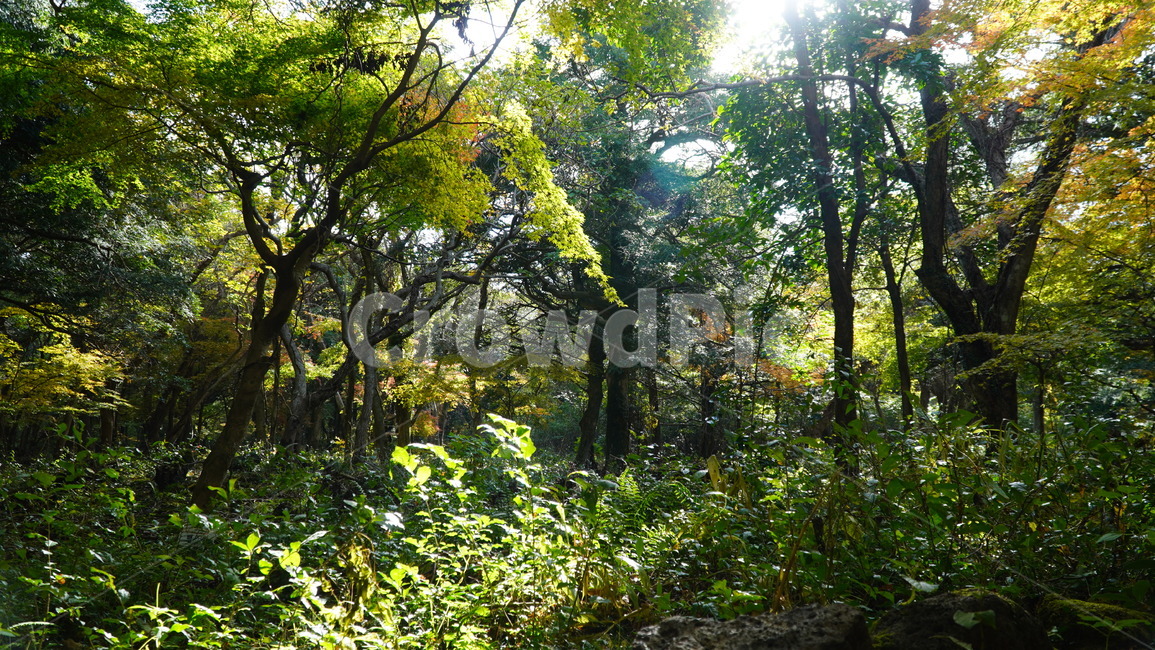 제주도,제주,jeju,jejuisland,tree,나무,plant,식물,treetrunk,나무줄기,햇살,나뭇가지,소나무,소나무가지,가을,가을나무,여름나무,풀,풀밭,초목,vegetation,숲,숲속,자연,풍경,nature,landscape