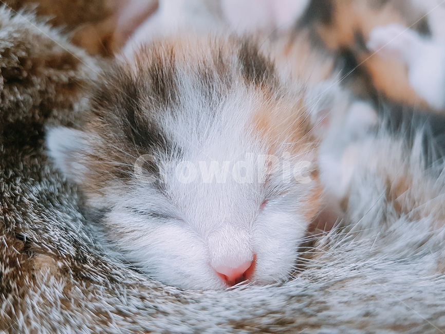고양이,아기고양이,동물,애완동물,cat