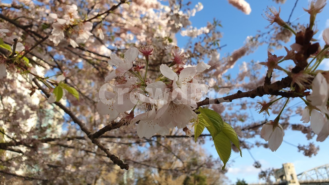 벚꽃,봄,벚꽂놀이,봄하늘,하늘,봄,계절,spring,season,식물,자연,plants,nature,꽃,flower,plant,blossom