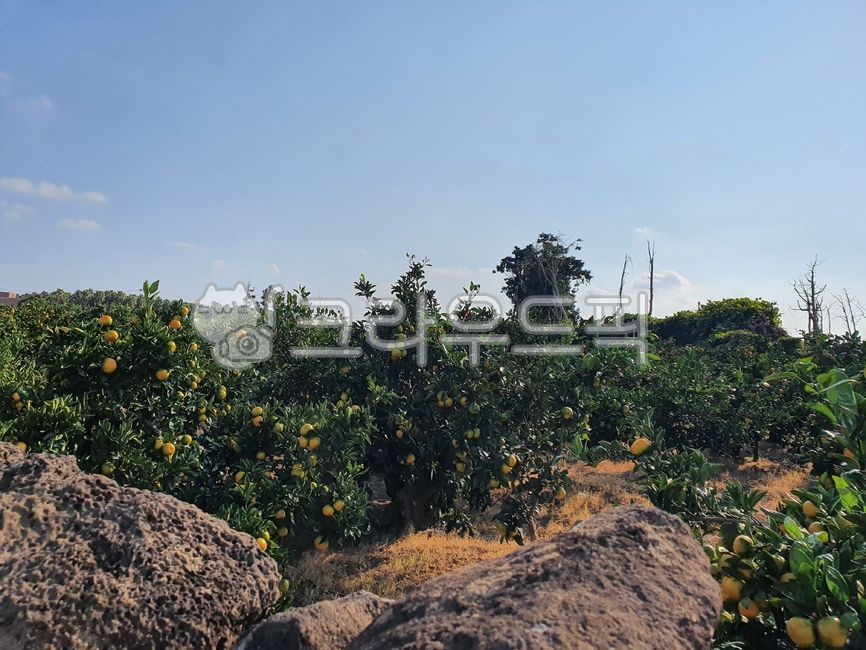 mandarin,sky,winter fruit,fruit,Fresh tangerines,Tangerine field,Ripening tangerines,tangerine farm,tangerines,rock,citrus tree,field,Tangerine Farm,Farm,Jeju Tangerine,tangerine field,tangerine tree