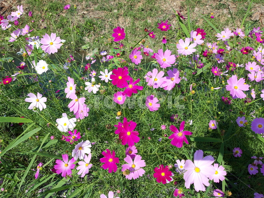 가을,꽃,코스모스,자연,분홍