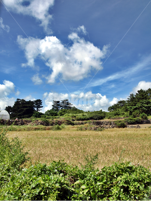 제주,올레15코스,흰구름,푸른하늘,밭,자연,올레,돌담,자연,풍경,nature,landscape,제주도,jeju,jeju island,outdoors,옥외,grassland,목초지,field,들,weather,날씨,sky,하늘,cumulus,적운,cloud,구름