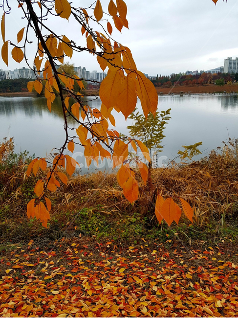 plant,식물,leaf,잎,tree,호수,단풍,가을,계절,fall,autumn,season,식물,자연,plants,nature,나무