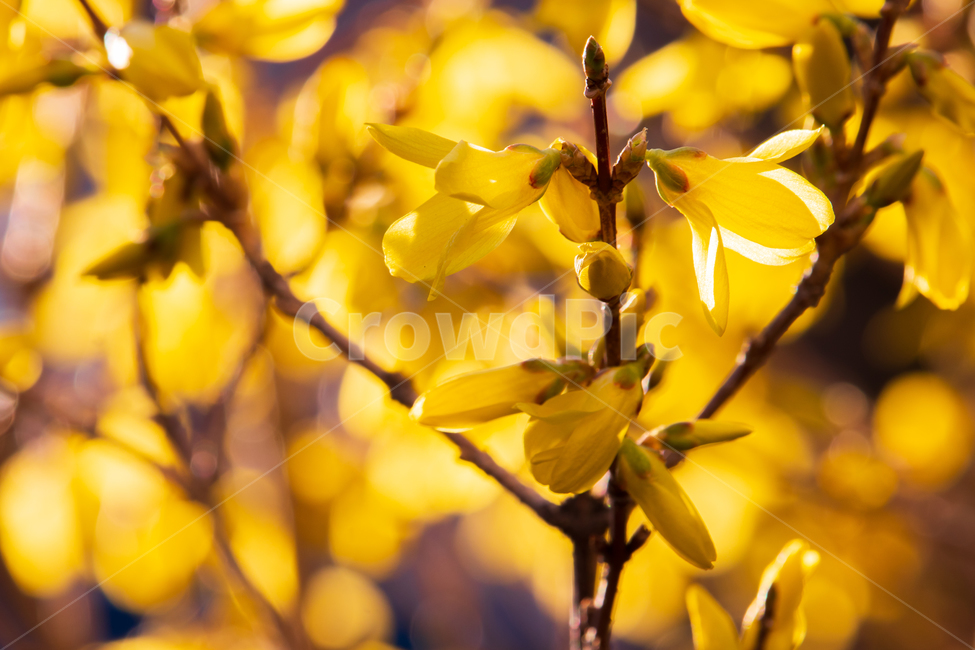 개나리,forsythia,꽃,봄꽃,봄,개나리꽃,식물,자연,개화,만개,플라워,나뭇가지,꽃잎,노란꽃,노란색꽃,노랑,노란색,노란,노랗다,옐로우,옐로,금빛,황금빛,야외,계절,성장,햇빛,햇살,꽃망울,꽃봉오리,활짝핀,활짝피다,아름다운,아름다움,아름답다,미,예쁜,예쁘다,flower,spring,nature,yellow,plant,forsythiaflowers,springflowers,springtime,bloom,blooming,blossom,natural,golden,beautiful,beauty,branch,grow,growing,growth,petal,season,sunlight,sunshine,outdoor,outdoors