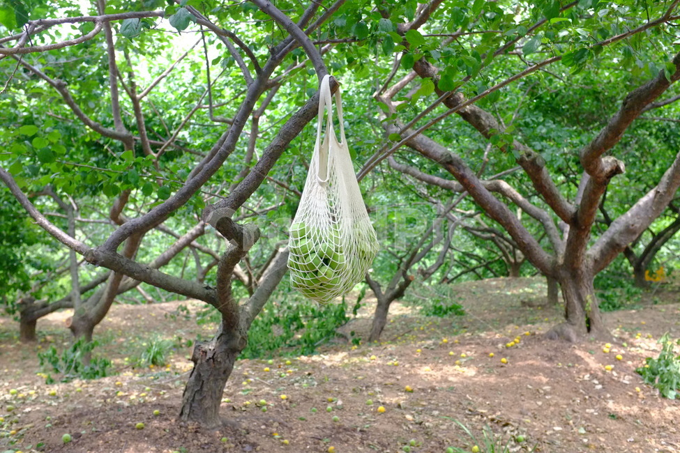 매실밭,매실,초록매실,청매실,plant,식물,tree,나무,plum