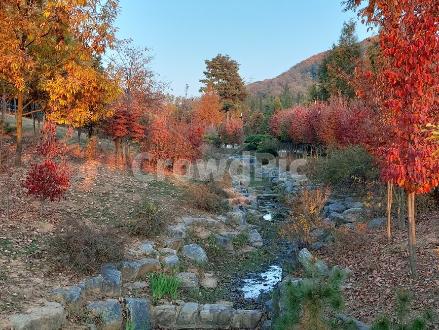 가을,옥외,식물,자연,autumn,outdoors,plant,nature,단풍,계곡