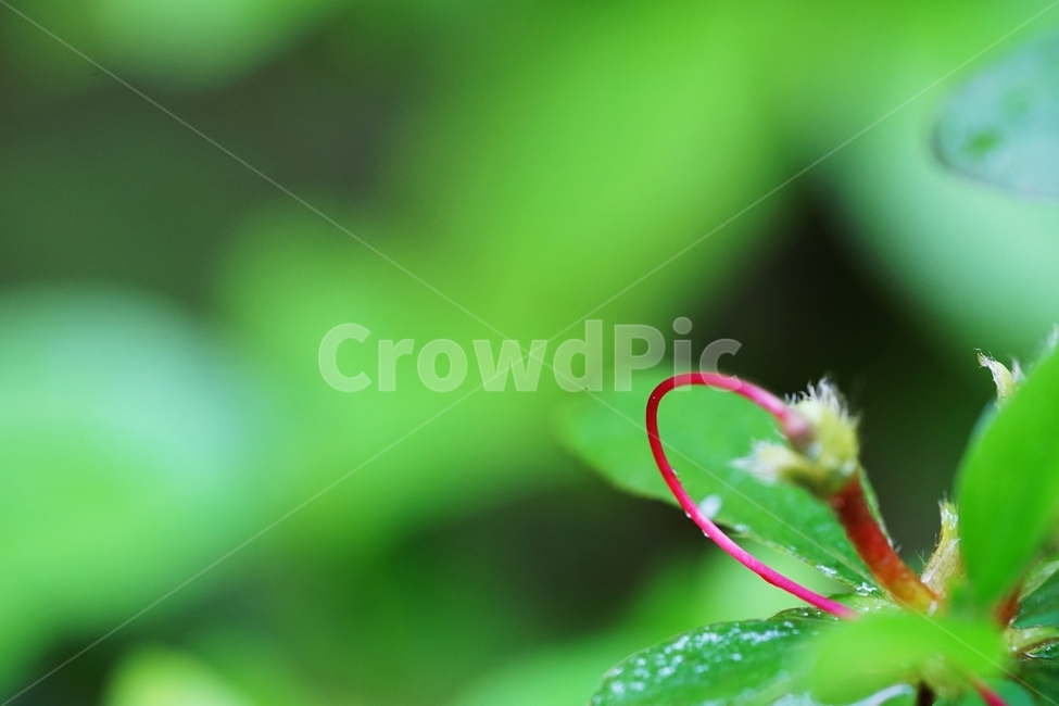 비,연분홍,철죽,봄꽃,빨강꽃,식물,자연,plants,nature