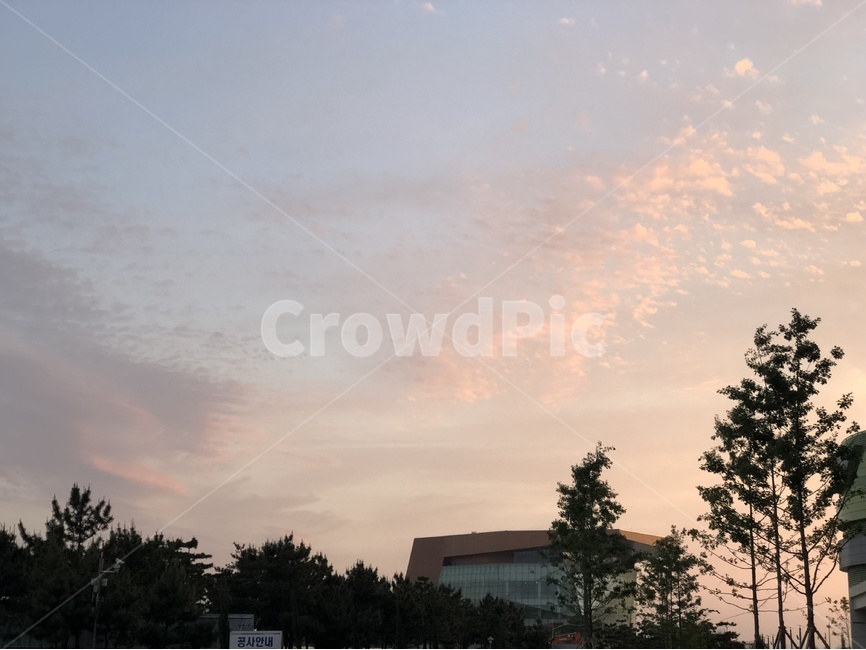 분홍하늘,핑크하늘,구름떼,노을,아트센터,아트센터대로,센트럴파크,인천송도,인천,송도,songdo,나무,자연,감성,풍경,자연,풍경,nature,landscape,tree,plant,식물,fir,전나무