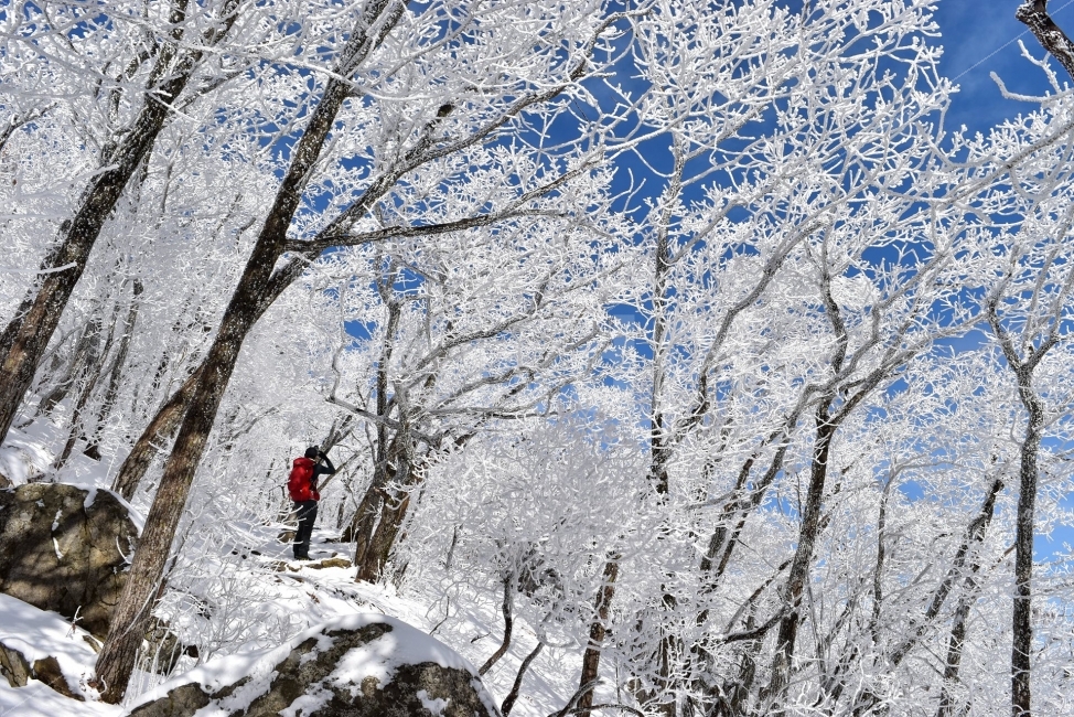 소백산,눈꽃풍경,상고대,겨울풍경,국립공원,겨울동화,눈풍경,파란하늘,100대명산,겨울명산,설경,서리꽃,영동,snow,landscape,겨울,계절,winter,season,자연,풍경,nature,landscape,사람,인물,인간,human,person,스포츠,레저,운동,sports,leisure,exercise,건강,헬스웨어,헬스케어,healthware,health care,outdoors,옥외,눈