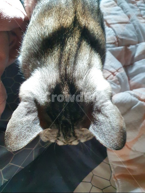 집냥이,cat,고등어태비,코숏,코리안숏헤어,반려동물