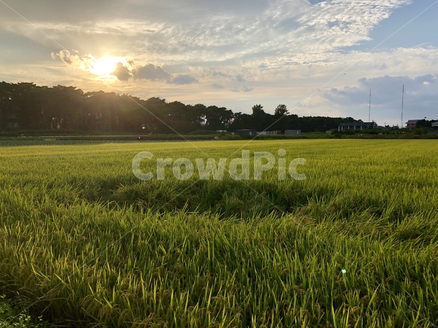 들판,하늘,논,태양,시골,한국,자연,풍경,nature,landscape,시골,마을,country,rural,town,grass,잔디,plant,식물,field,들,grassland,목초지,outdoors,옥외