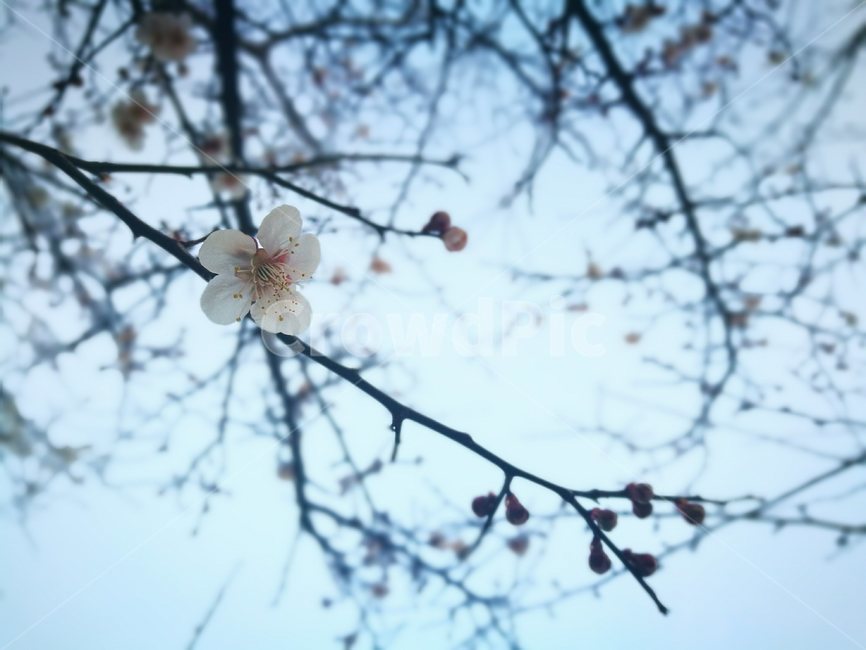 매화,흰색,꽃,꽃봉오리,하늘,봄,계절,spring,season,식물,자연,plants,nature,꽃,flower,plant,blossom