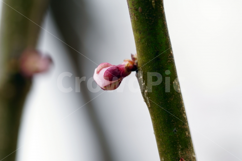 매화,꽃,나무,나뭇가지,산,봄,자연,플라워,꽃봉오리,flower,nature,spring,새싹,접사,macro,클로즈업,closeup,tree,숲,숲속,산림,삼림,조경,식물,plants,봄꽃,감성,힐링,풍경,landscape,식물,자연,plants,nature,봄,계절,spring,season,꽃,flower,plant