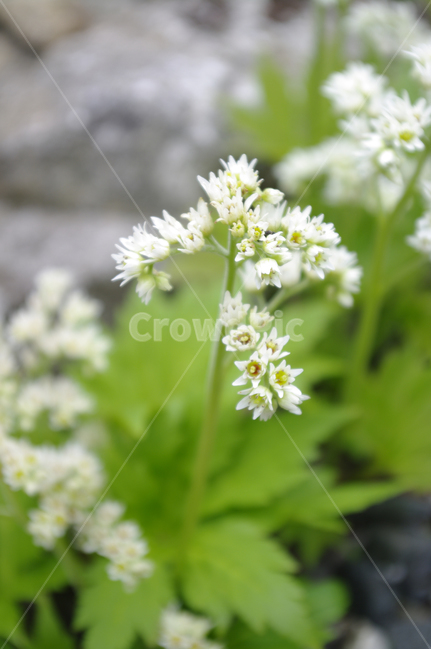 flower,plant,꽃,식물,하얀색,식물,자연,plants,nature,꽃,flower