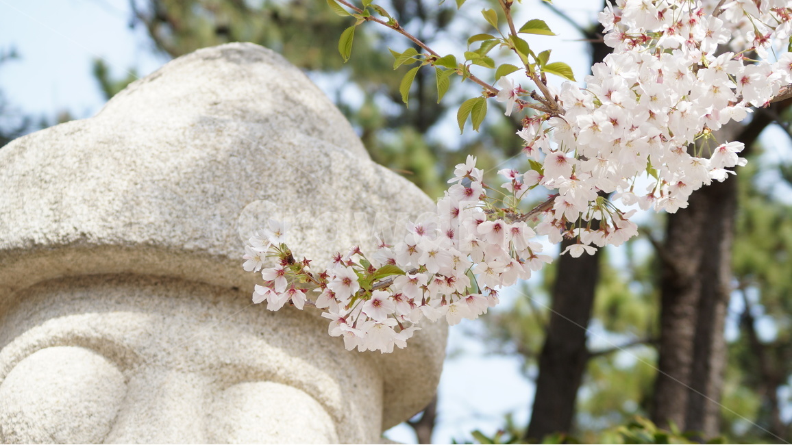 꽃,벚꽃,벚꽃축제,자연,풍경,봄,계절,spring,season,식물,자연,plants,nature,꽃,flower,plant,blossom
