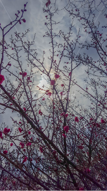 식물,나무,꽃,하늘,구름,해,식물,자연,plants,nature,꽃,flower