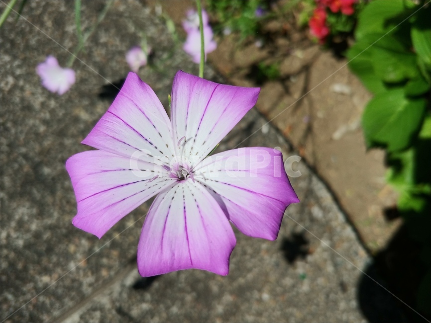 blossom,flower,꽃,petal,제라늄,꽃잎,식물