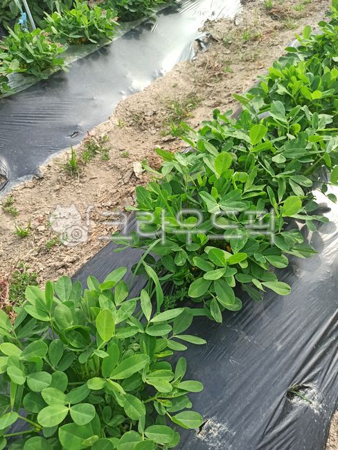 Peanut cultivation,Peanut Harvest,peanut,Peanut Farming,peanut field