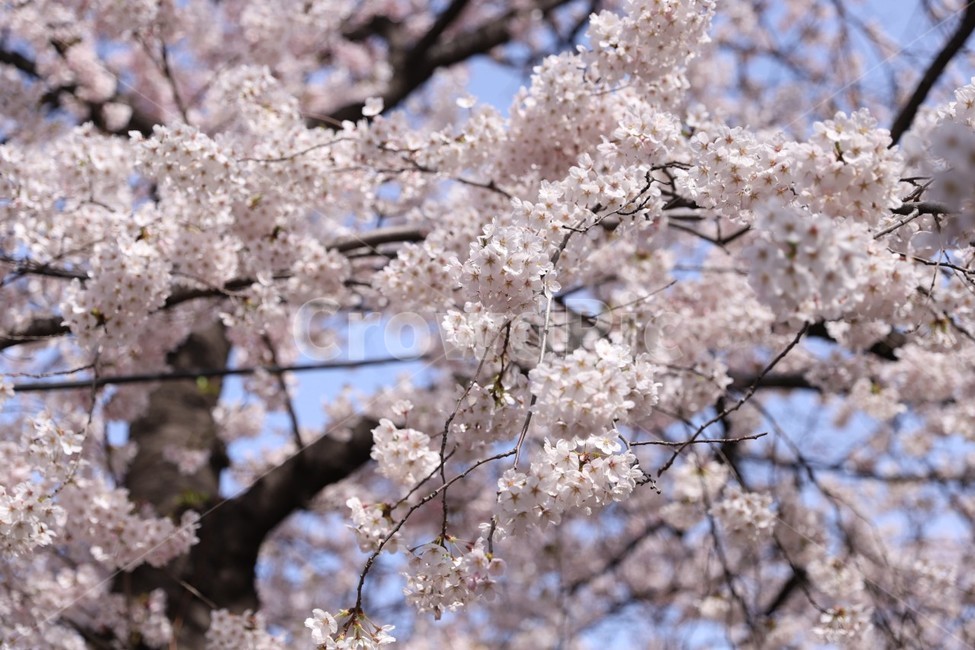 벛꽃,꽃,벚꽃나무,봄,여의도벚꽃,봄,계절,spring,season,plant,식물,flower,blossom