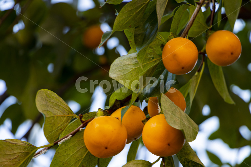 감,감나무,감나무열매,감열매,persimmon,persimmontree,홍시