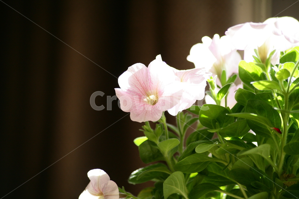 꽃,식물,화분,화초,취미,식물,자연,plants,nature,꽃,flower