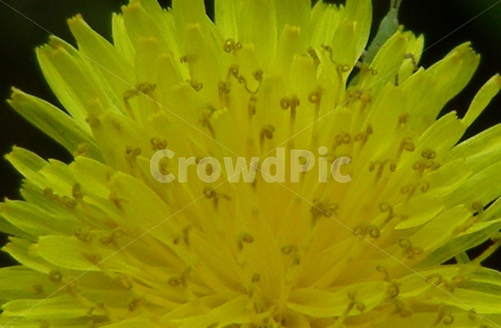 꽃,민들레,접사,꽃씨,봄,노랑,식물,자연,plants,nature,꽃,flower
