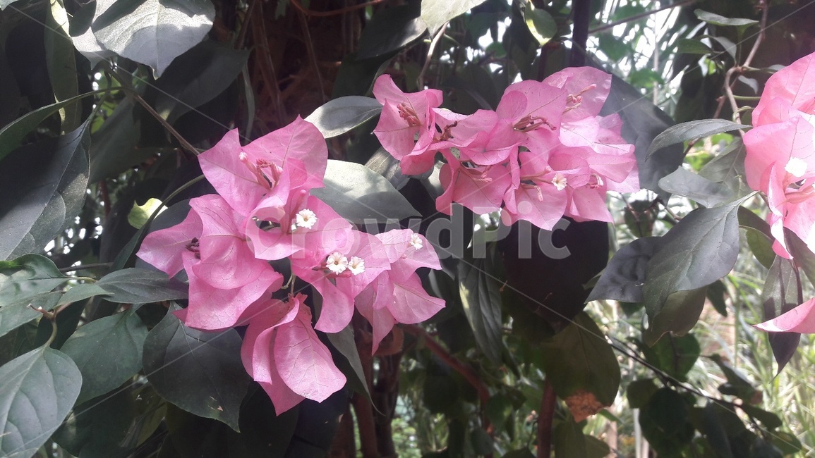 부겐베리아,꽃,flower,식물,plant,핑크,식물,자연,plants,nature,꽃,flower