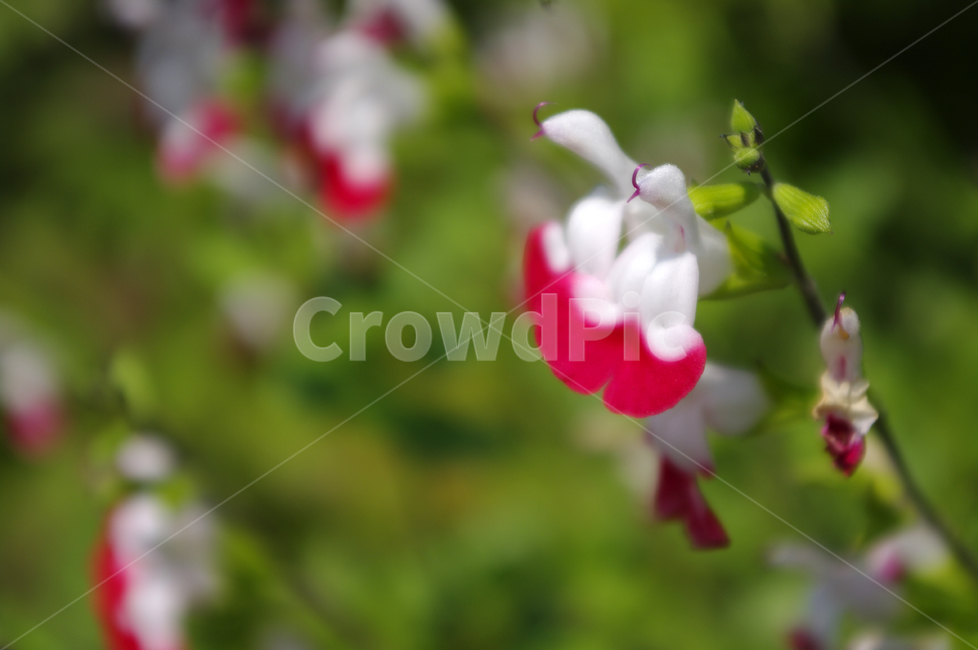 체리세이지,꽃,flower,식물,plant,식물,자연,plants,nature,꽃,flower