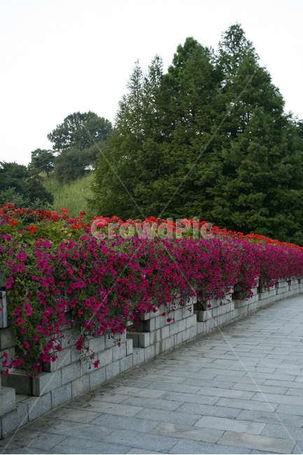식물,flower,plants,nature,꽃,풍경,공원,자연,풍경,nature,landscape,식물,plants,꽃,flower,geranium,제라늄,plant,blossom