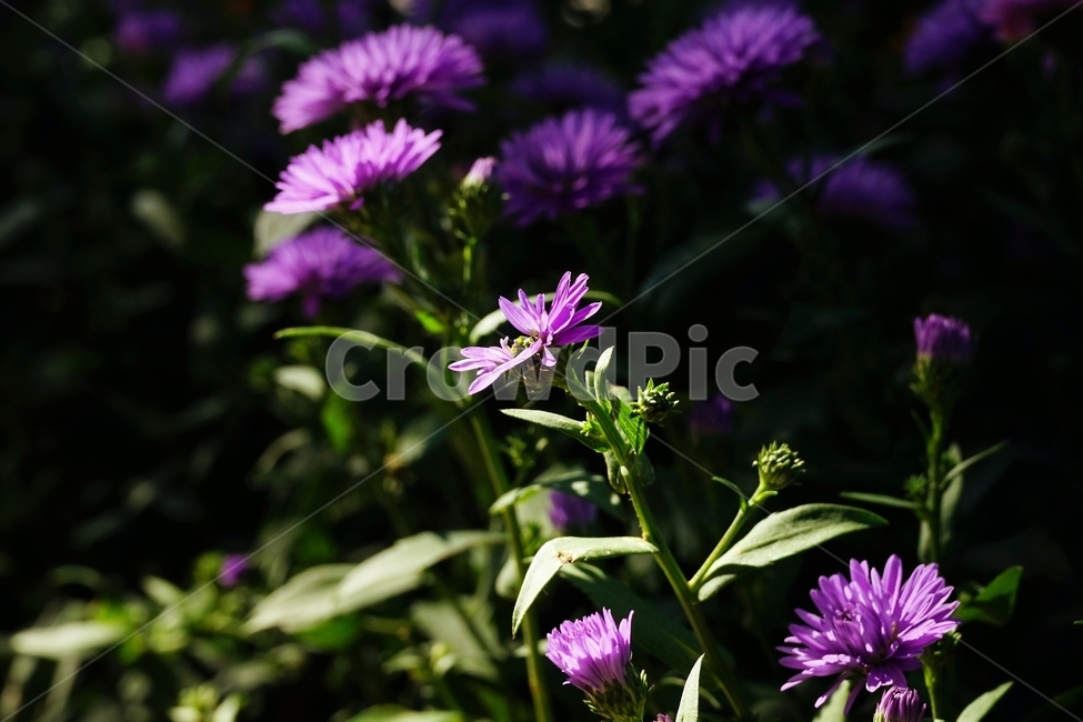 꽃,향기,계절,여름,녹색,빨강색,아름다움,자연,healing,nature,bloom,season,smell,beautiful,plant,flower,식물,자연,plants,nature,꽃,flower