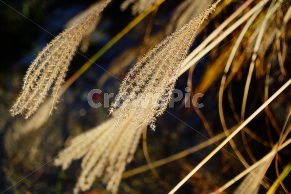 억새풀,갈대,식물,자연,풀,나무,풍경,nature,landscape,plants,감성,한국자연,한국,한국적인,korea,계절,season,가을,fall,autumn,tree,11월,감성사진,스냅,스냅사진,snap,snapshot,November,한국풍경,가을,계절,fall,autumn,season,식물,자연,plants,nature,plant,grass,잔디