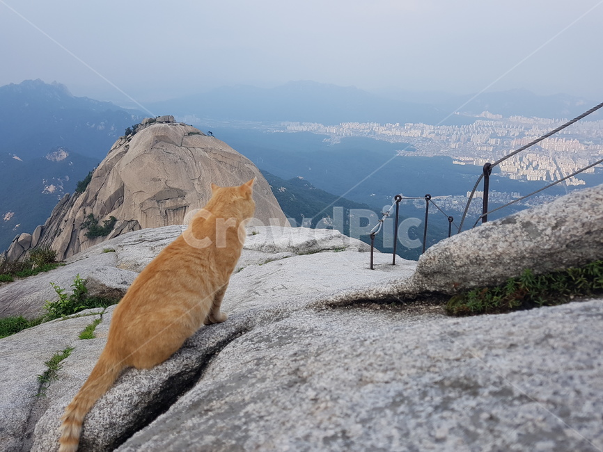 고양이,북한산,야생고양이,북한산정상,산고양이,북한산절경,야생동물,인수봉,cat,kitty,동물,animal,포유류,mammal,고양이,cat,kitten,kitty