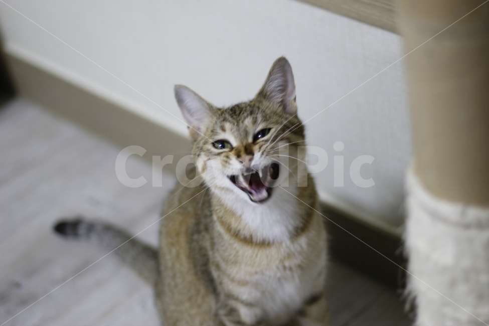 고양이,반려동물,유기묘,길냥이,애완동물,cat,pet,kitten,아기고양이,코숏,코리안숏헤어,캣대디,캣맘,반려묘,동물,동물,animal,고양이,cat,kitten,kitty,포유류,mammal