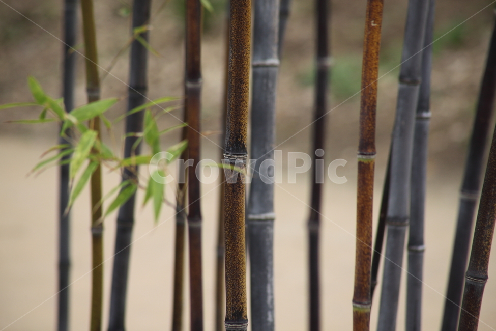 대나무,오죽,검정대나무,bamboo,phyllostachysnigra