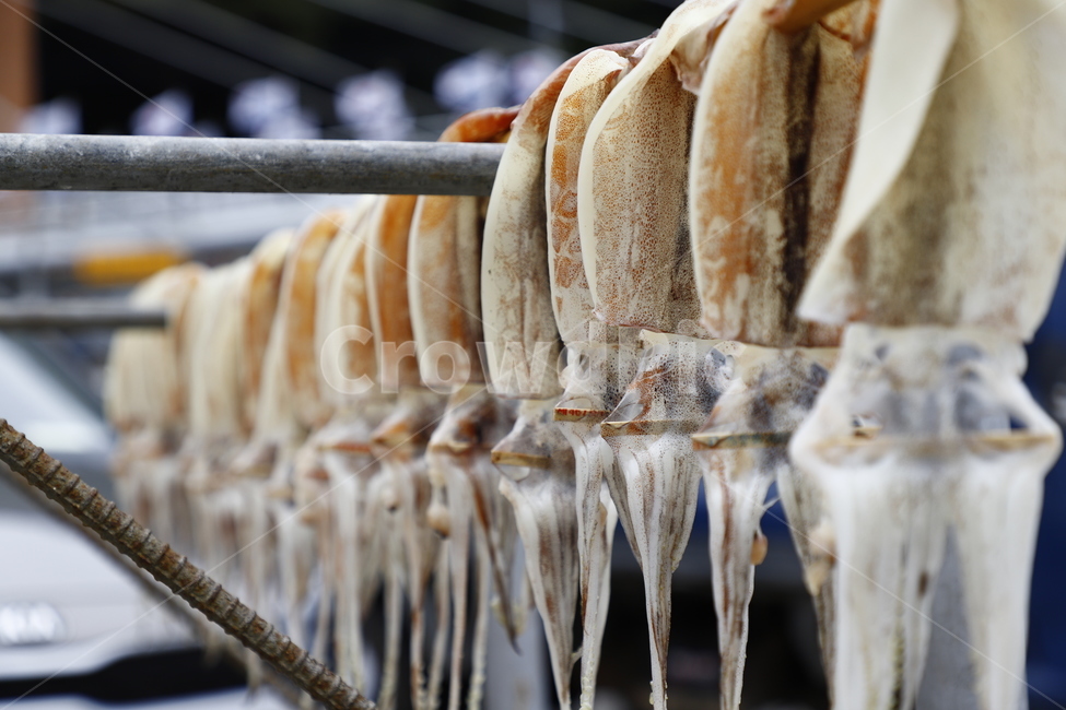 오징어,건오징어,을릉도,수산물,오징어건조,수산물,해산물,fishery products,seafood