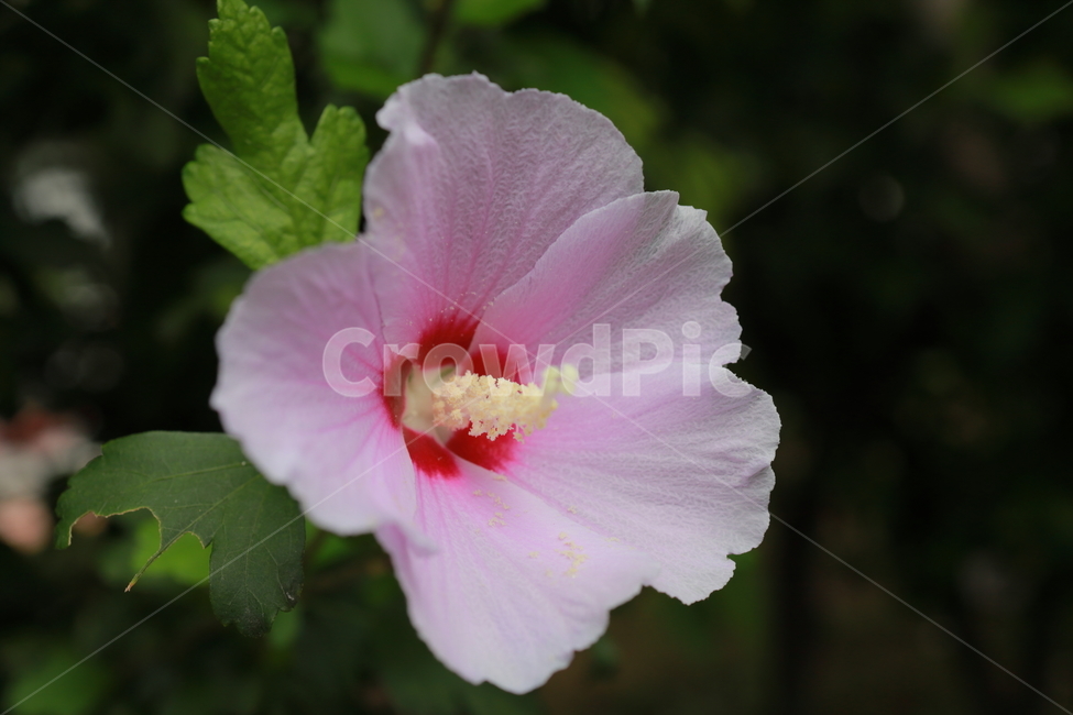 무궁화,식물,꽃,분홍꽃,flower