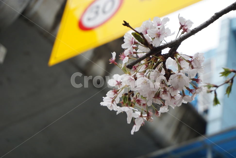벚꽃,꽃,봄꽃,흰꽃,벚꽃나무,작은꽃,분홍,flower,flowers,pink,white,식물,자연
