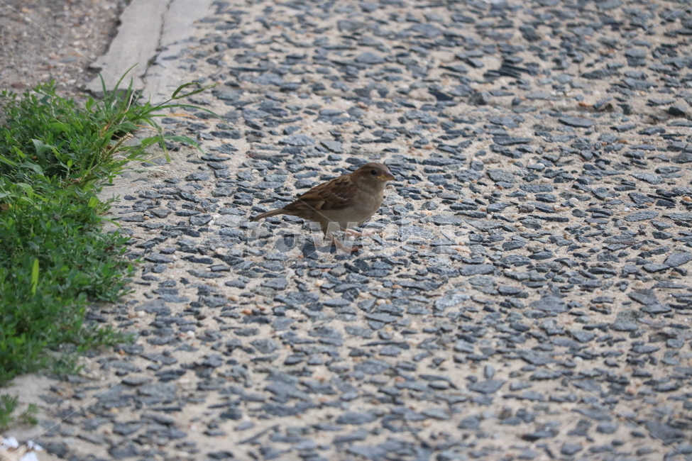새,참새,bird,길,동물