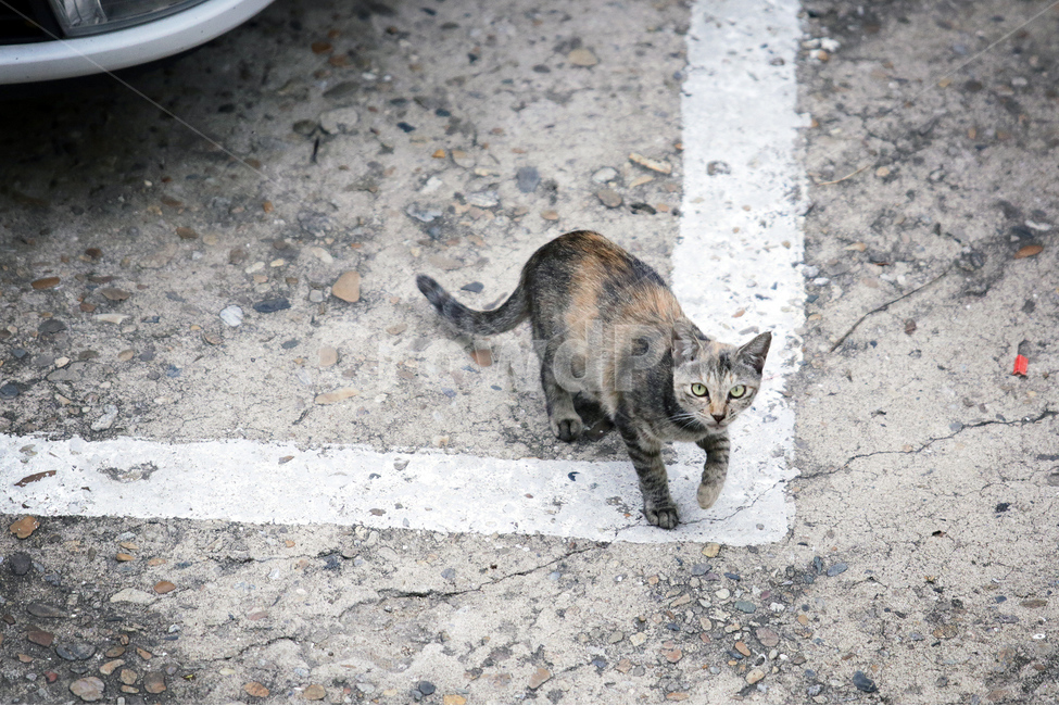 길고양이,고양이,용맹,동물,주차장,cat,동물,animal,포유류,mammal,고양이,cat,kitten,kitty