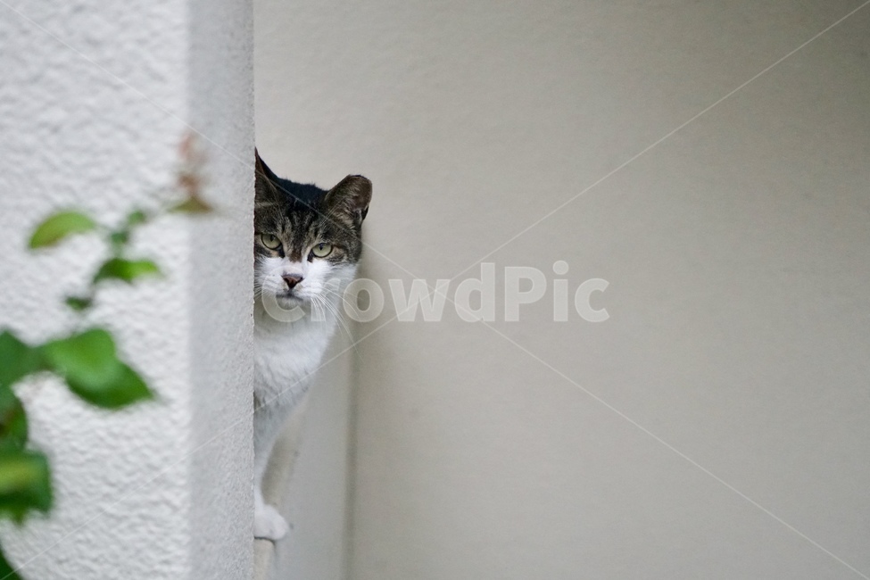 길고양이,고양이,길냥이,cat,야생동물