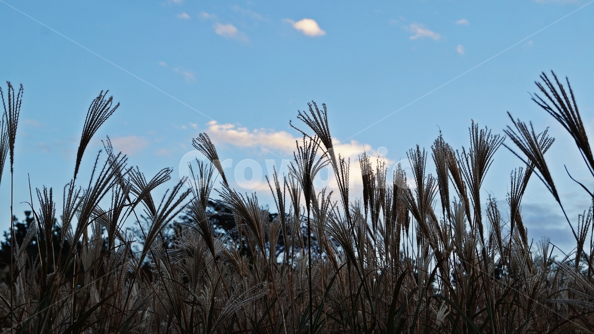 가을,가을산,가을풍경,억세,엑세풀,자연,풍경,nature,landscape,grass,잔디,plant,식물,lawn,reed,갈대