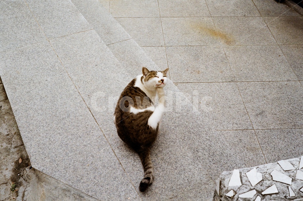 고양이,귀여움,cat,애교,애완동물,펫,길냥이,동물,animal,포유류,mammal,고양이,cat,kitten,kitty