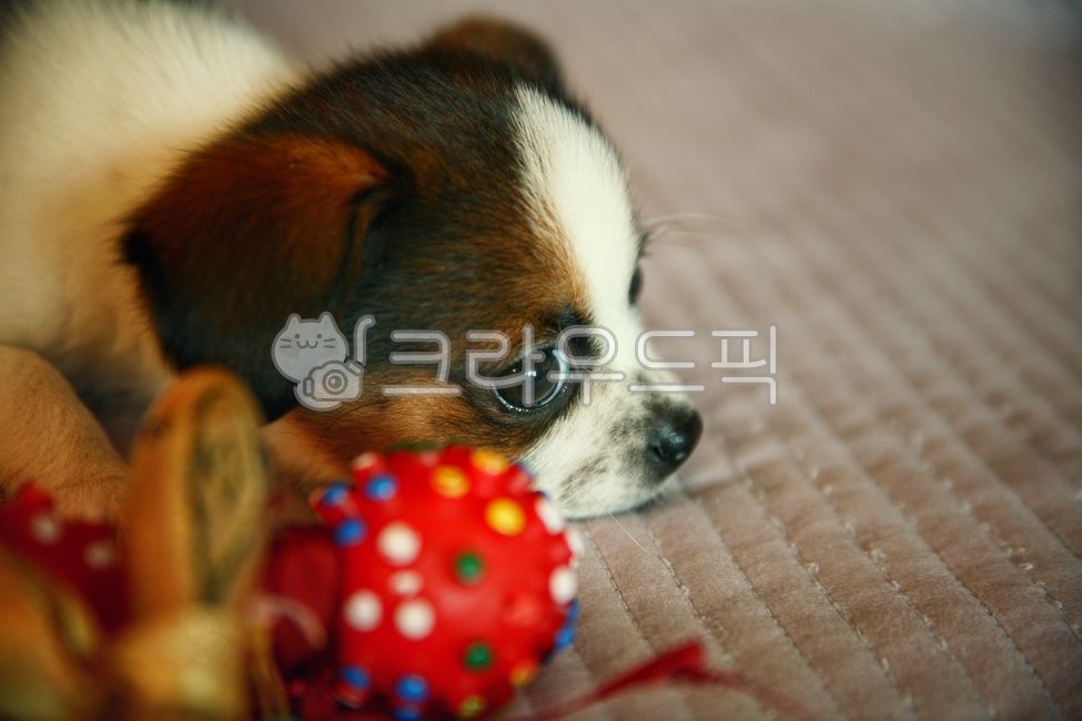 Woof woof,bright eyes,mixed dog,puppy,my baby,Im bored,bowwow,sullen,dog,pet dog,cute