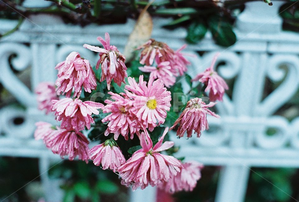 꽃,분홍,자연,가드닝,flower