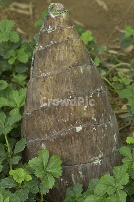 죽순,대나무,새싹,접사,확대,식물,식물,자연,plants,nature